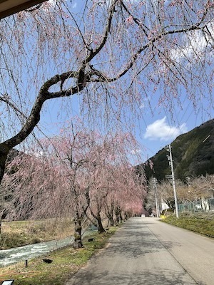 IMG_8234.jpeg